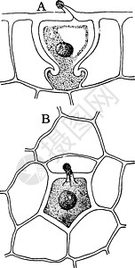 复古插图雕刻细胞黑色单细胞白色植物解剖学艺术梨状水螅图片