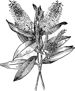 复古插画黑色艺术插图植物绘画白色雕刻图片