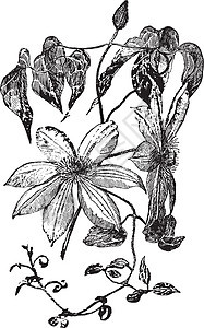 陈年插图家庭毛茛树叶椭圆形艺术黑色植物萼片绘画白色图片