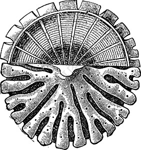 海绵化石 古老的插图图片