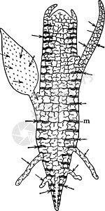 植物古代插图的细胞间空间图片