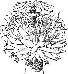 古董插图绘画艺术白色雕刻结节黑色纸质图片