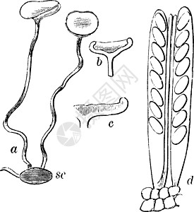 Peziza 后遗症古代插图图片