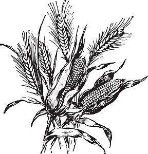 白色玉米玉米复古插画艺术雕刻白色绘画庄稼粮食插图黑色插画