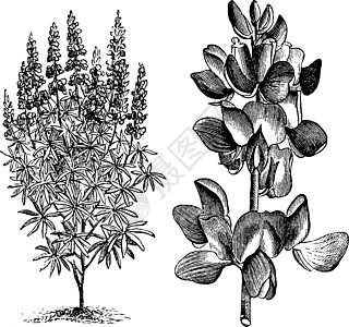 Lupinus (穆塔比利斯)古典插图图片