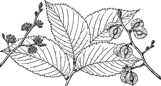 古代插图的分支绘画黑色植物雕刻白色叶子红色艺术图片