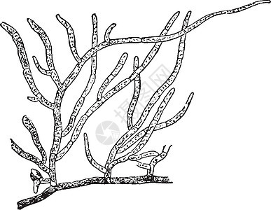 苔藓植物复古插画土壤黑色绘画白色生长雕刻插图艺术背景图片