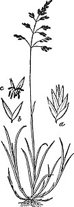 肯塔基州蓝草古董插图黑色白色雕刻绘画艺术图片