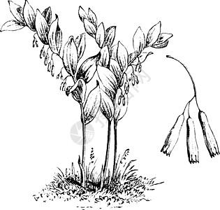 所罗门海豹复古插画雕刻黑色群岛树叶艺术绘画植物插图白色玉竹图片