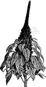 苋菜复古插画雕刻艺术植物王子病症白色插图羽毛绘画黑色图片