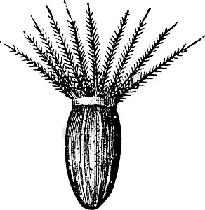 缬草种子与 Pappus 复古插图图片