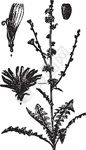 菊苣复古插画绘画黑色草本艺术植物白色测距雕刻棕色绿色图片