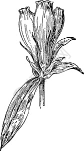 古董插图雕刻艺术绘画龙胆花朵黑色白色图片