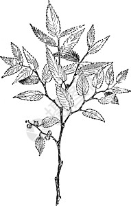 复古插图绰号白色树叶艺术雕刻边距植物沙拉塔绘画卵形图片