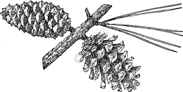 短叶松树古董插图的松果锥图片