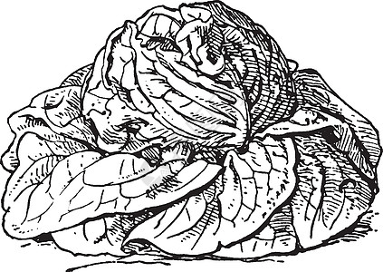 蔬菜生菜古董插图艺术黑色树叶白色雕刻绘画图片