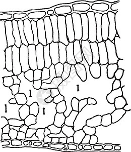 Apple Leaf 年刊插图细胞绘画艺术叶子白色麻袋黑色雕刻图片