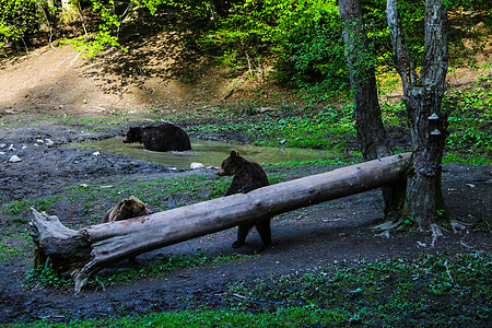 野熊在水坑里洗澡 洗个澡 两只熊站在木头附近吃东西女性树木荒野哺乳动物动物群男性栖息地动物野生动物山脉图片