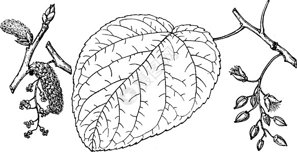 沼泽棉原植物插图的分支图片