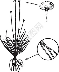 Ericaulon 古代插图图片