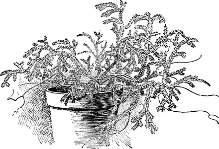 Club Moss 历史插图艺术白色雕刻地面苔藓绘画黑色附生植物孢子图片