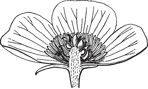 Anemone花之年插图图片