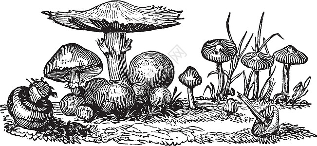 真菌复古插画绘画白色圆形插图黑色艺术雕刻图片