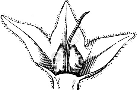 Comfrey古代插图的塞帕勒和水果图片