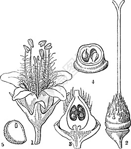 复古插画插图植物艺术种子雕刻水叶绘画植物学白色黑色图片