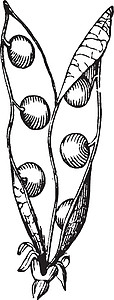 植物学豆豆豆荚脉冲复古插画图片