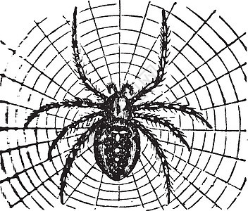 插图白色绘画艺术雕刻蜘蛛黑色背景图片