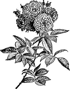 多花玫瑰复古插画背景图片
