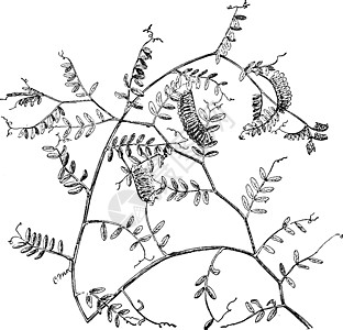 历史插图雕刻植物黑色绘画白色省份艺术农作物图片