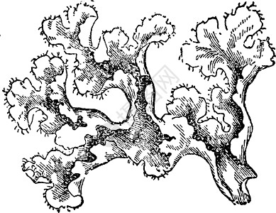 冰岛摩斯古老的插图雕刻生长绘画分支机构地衣艺术叶子白色黑色图片