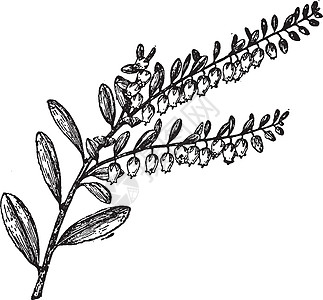 复古插画水果绘画艺术白色黑色叶子皮革插图雕刻花萼图片