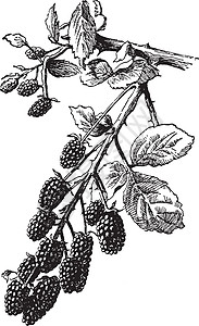 野生黑莓古董插图图片