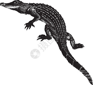 鳄鱼 老古董插图白色家庭艺术绘画雕刻黑色图片