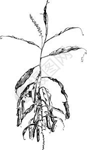 猪笼草复古插图的茎图片