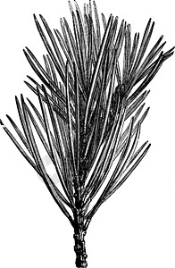 陈年插图的分支扭蛋白色雕刻艺术树叶黑色分支机构绘画松树绿色图片
