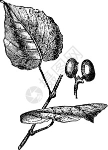 古董插图雕刻绘画小球菌白色浆果艺术黑色植物尔塔图片