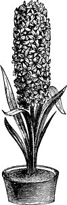 Hyacinth 古董插图黑色雕刻绘画植物紫色白色蓝色艺术图片