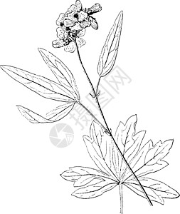 Sidalcea 念珠菌复古插画图片