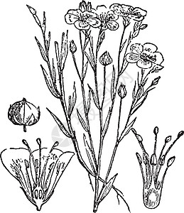 亚麻 花 种子 豆荚 一年生植物 水果 花 雌蕊 vi图片