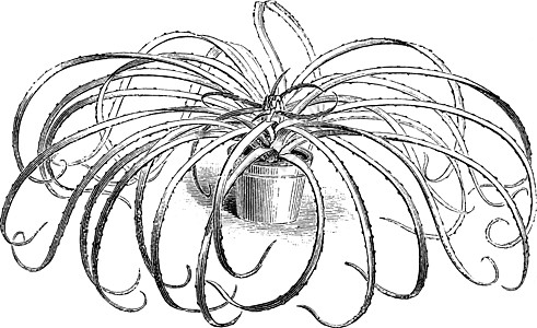复古插画黑色雕刻红色花朵植物白色绘画插图艺术图片