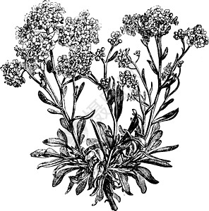 复古插画白色绘画雕刻植物花朵黑色插图岩石树叶麦草图片