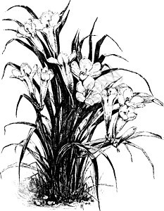 插图白色绘画雕刻花园香水艺术黑色图片