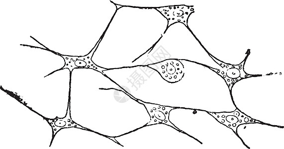 结缔组织复古插图图片