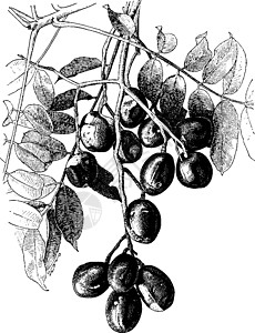 复古插画黑色白色插图椭圆形雕刻水果艺术树叶绘画图片