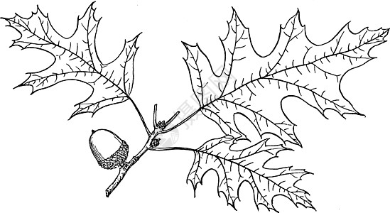 Nuttalls 橡木复古插画的分支图片