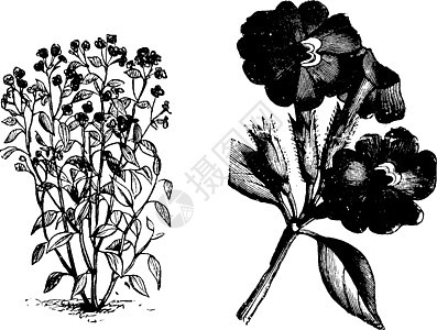 布罗瓦利亚 埃拉塔 花 灌木 塞巴勒 表格式图片